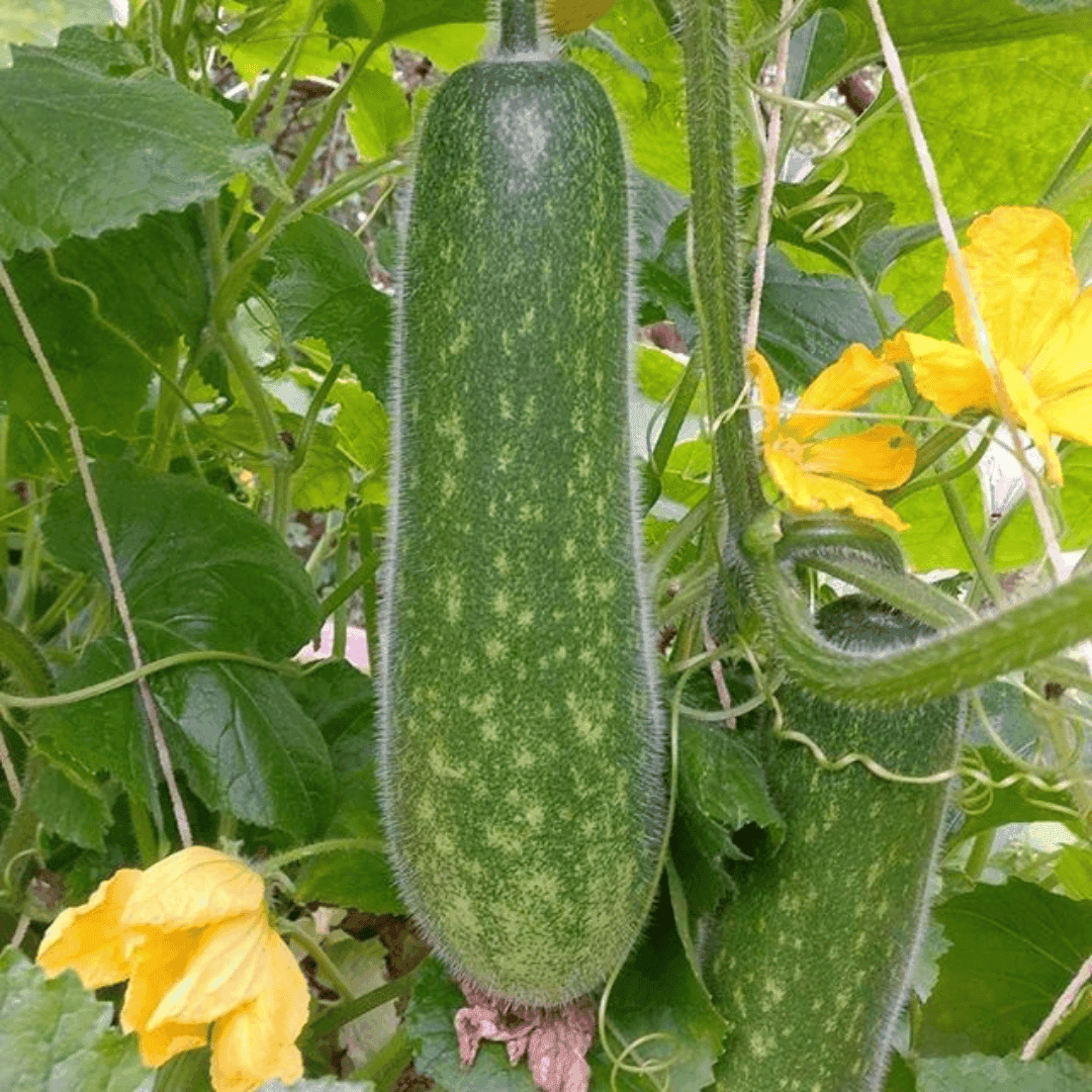 Bí đao có lợi ích gì đối với người tiểu đường?